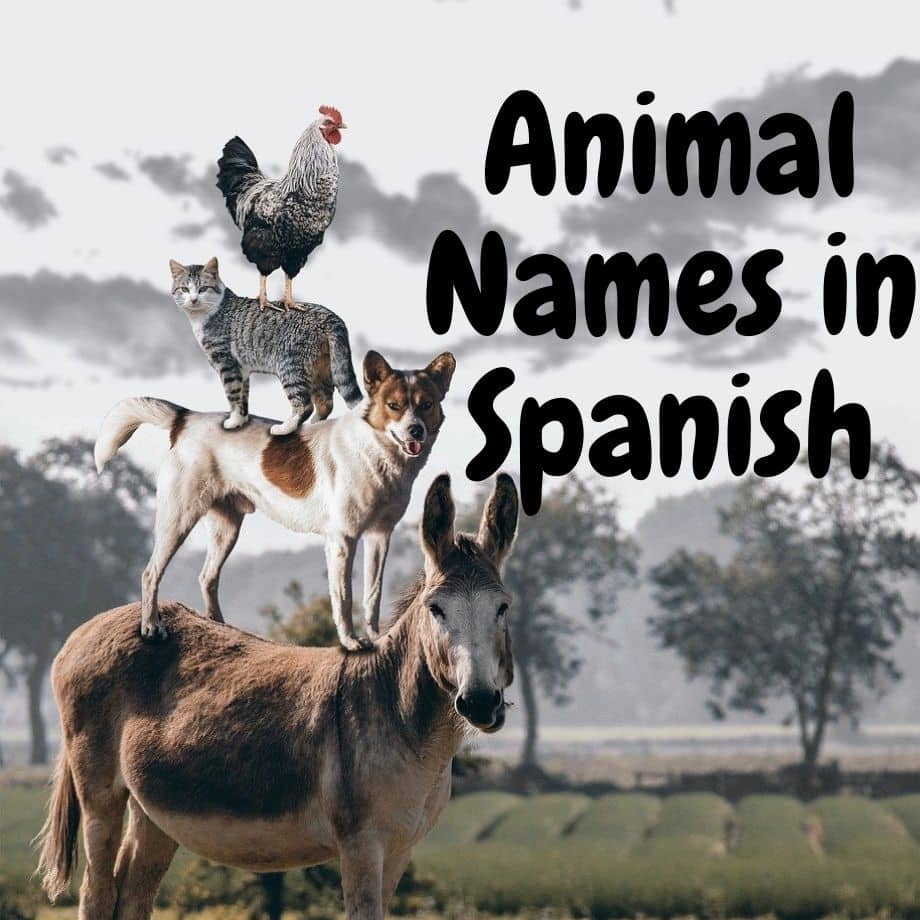 Spanish Animals Spring March