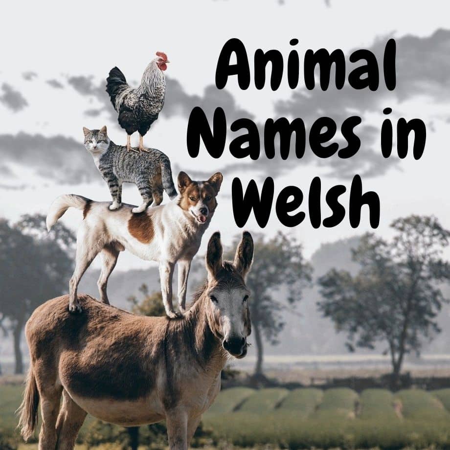 Spring March Welsh Animals