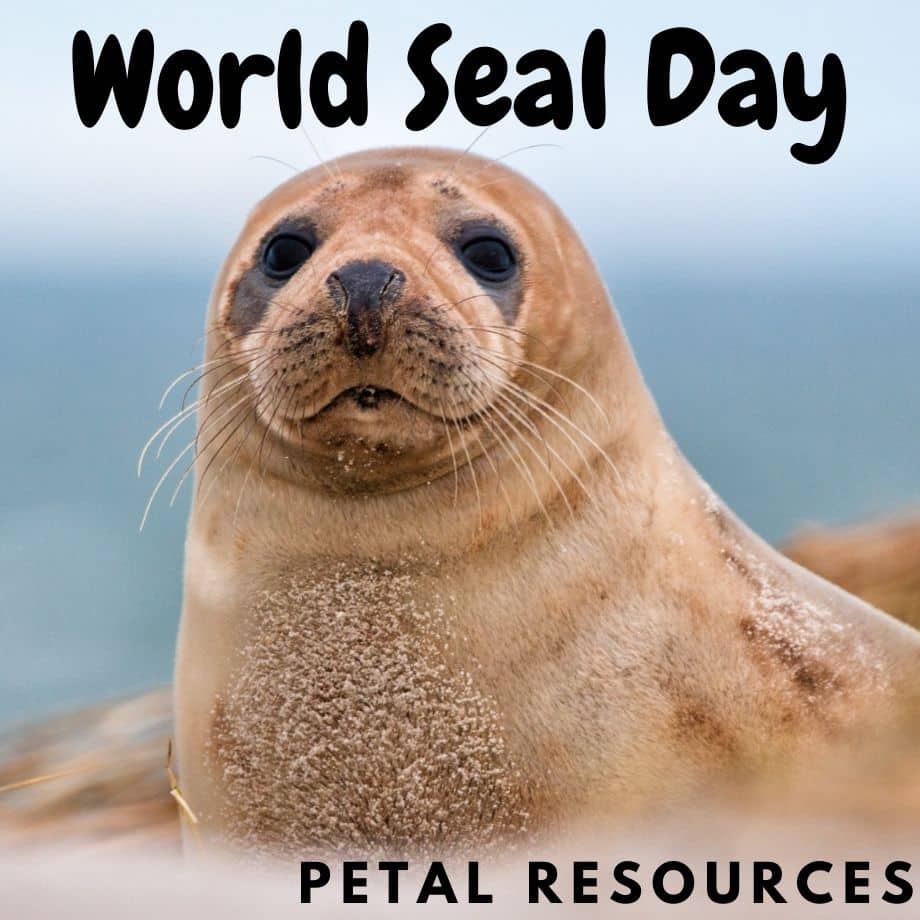 Seal Day for children
