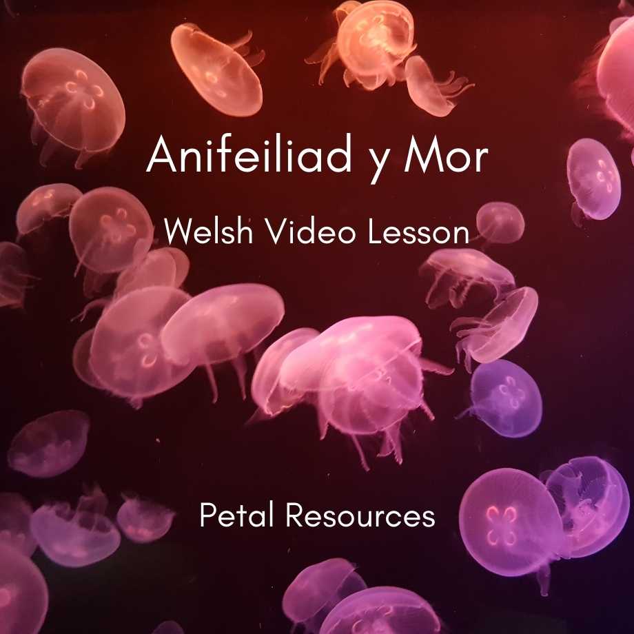 Welsh Video Lesson